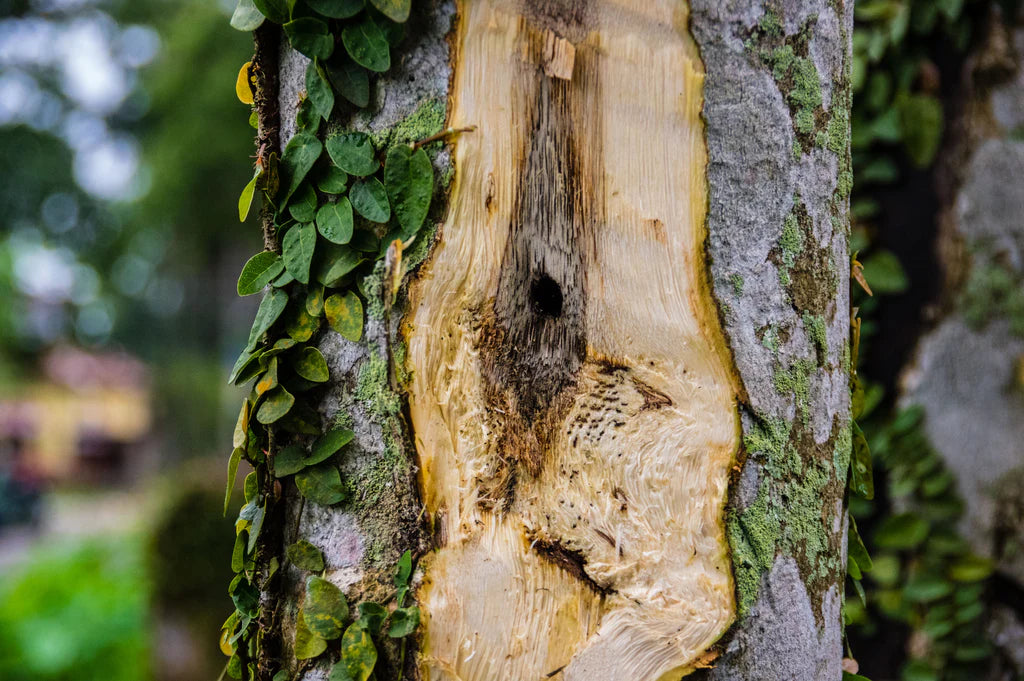 Oud (Agarwood) – Prabangi deginimo mediena